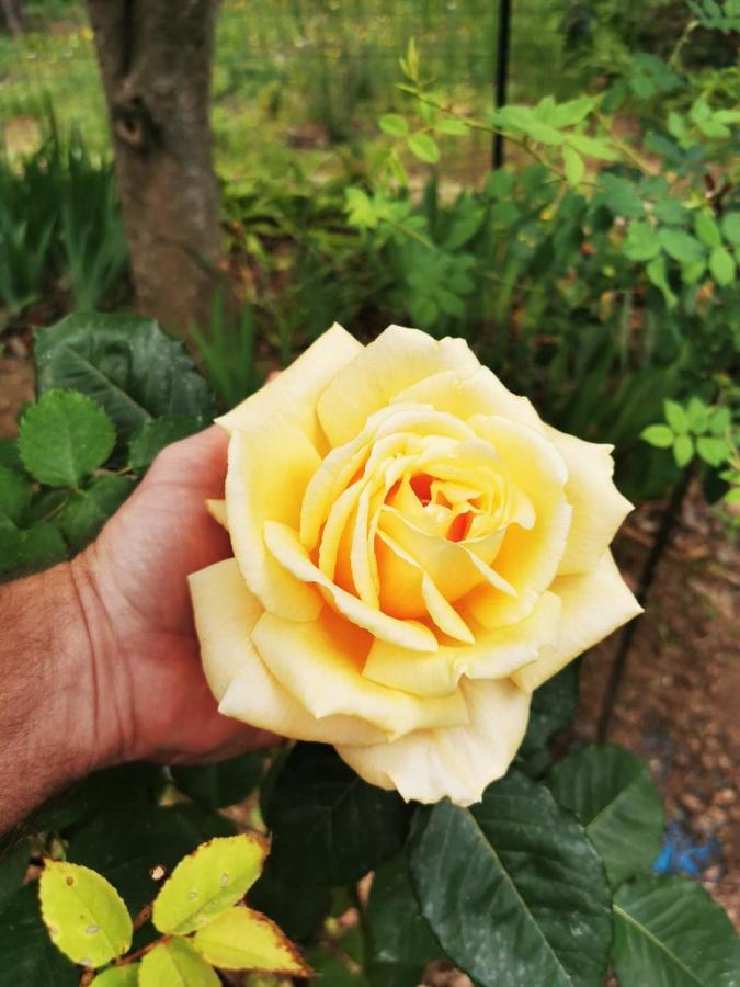 La Maison Du Soleil Provence Draguignan Kültér fotó